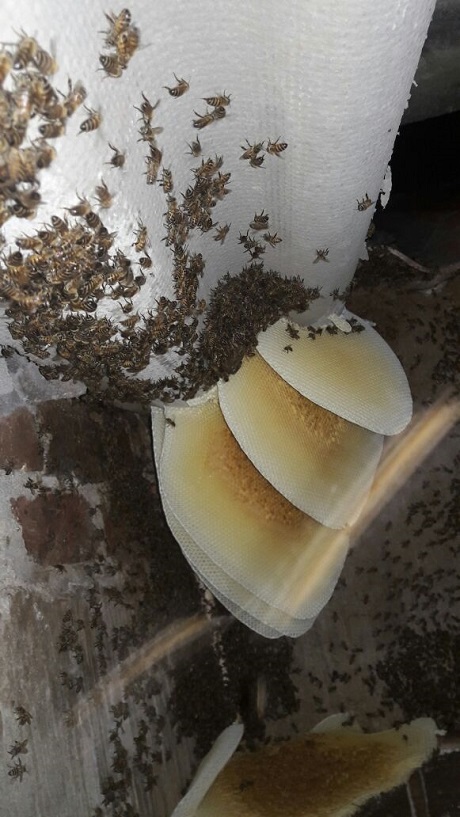 abejas-africanas-foto-bomberos-2.jpg - 127.73 kB