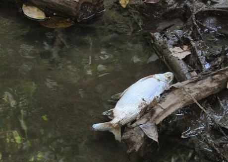 mortandad-peces-villanueva.jpg - 64.19 kB