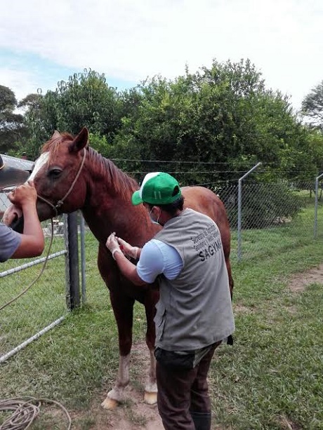 vacunas-caballos-encefalitis.jpg - 140.02 kB