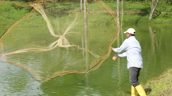 Después de seis años, 21 familias logran producir pescado en Sabanalarga