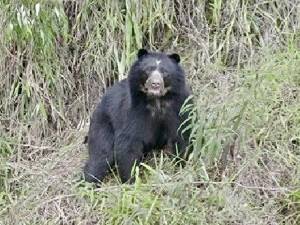 Avistamiento de oso andino en Labranzagrande genera llamado a la convivencia y protección ambiental