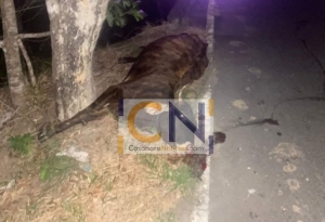 Accidente de tránsito dejó un herido y una vaca muerta en el km 15 vía que de Yopal conduce a Tilodirán