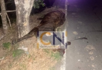 Accidente de tránsito dejó un herido y una vaca muerta en el km 15 vía que de Yopal conduce a Tilodirán