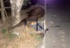 Accidente de tránsito dejó un herido y una vaca muerta en el km 15 vía que de Yopal conduce a Tilodirán