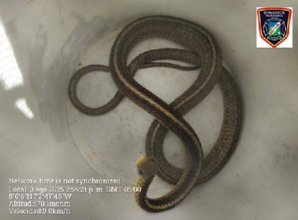 Bomberos de Tauramena retiró serpiente que encontraban en el tendero de ropa de una vivienda