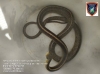 Bomberos de Tauramena retiró serpiente que encontraban en el tendero de ropa de una vivienda