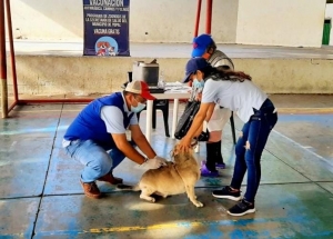 Vacunación de perros y gatos se realizó en zona rural de Yopal