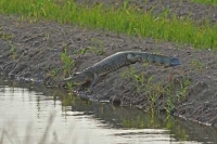 Tres mosqueteros para salvar un río