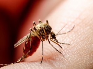 Nueva EPS insta a la población a tomar medidas de protección para evitar la fiebre amarilla