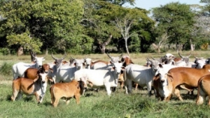 Reses hurtadas en Casanare aparecen en frigoríficos de Cundinamarca