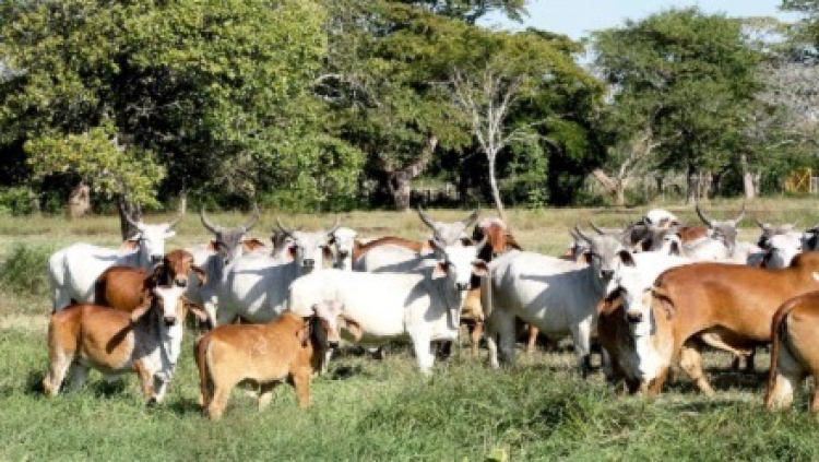 Reses hurtadas en Casanare aparecen en frigoríficos de Cundinamarca