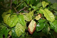 Colombia en emergencia fitosanitaria por bacteria Xylella fastidiosa