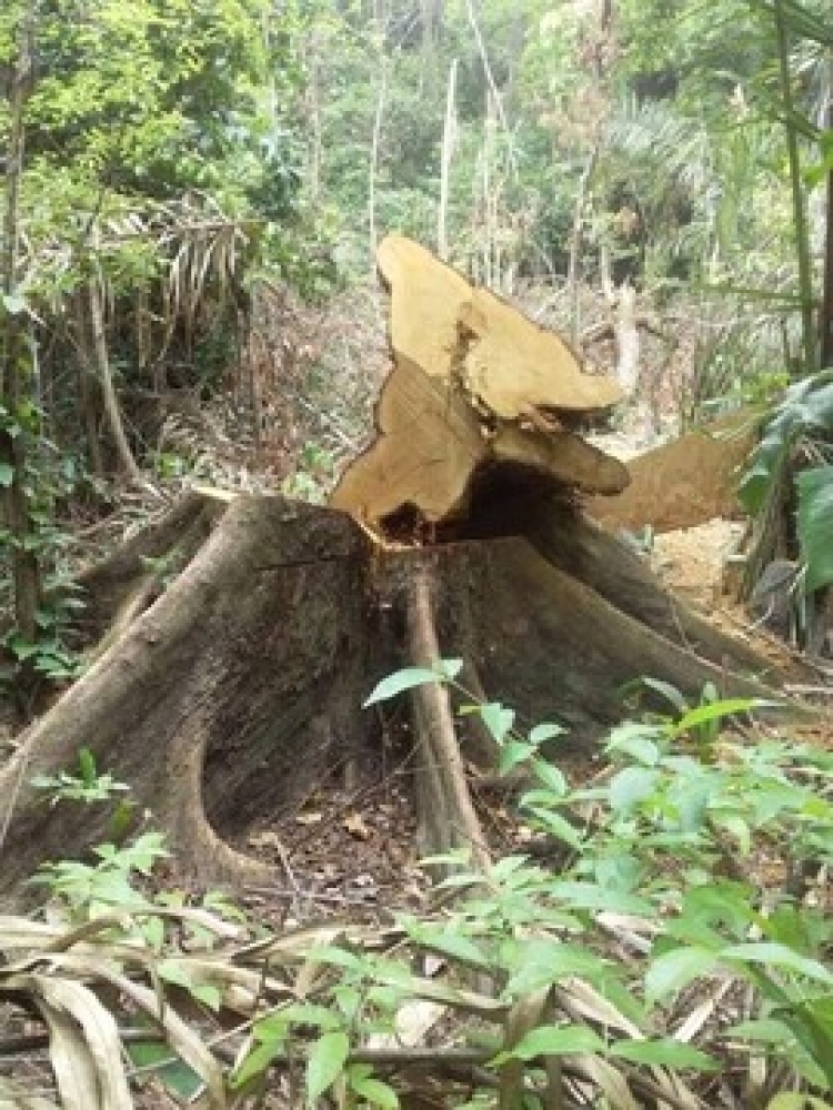 Talán árboles en reserva natural de Paz de Ariporo