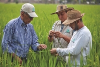 Fedearroz cumple 78 años fortaleciendo la producción arrocera del país