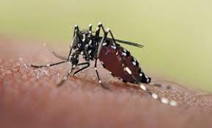 Van 2.906 casos de dengue en Casanare, en lo corrido del 2022