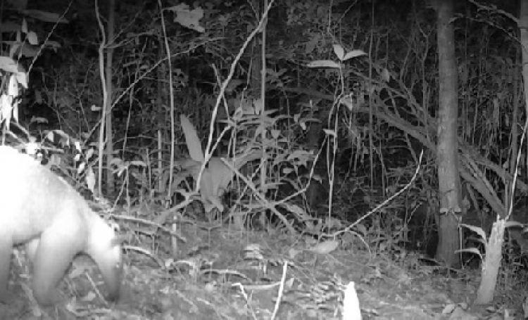 Ecopetrol identificó un oso melero y otras 15 especies de fauna silvestre en cercanías del CPF Cusiana