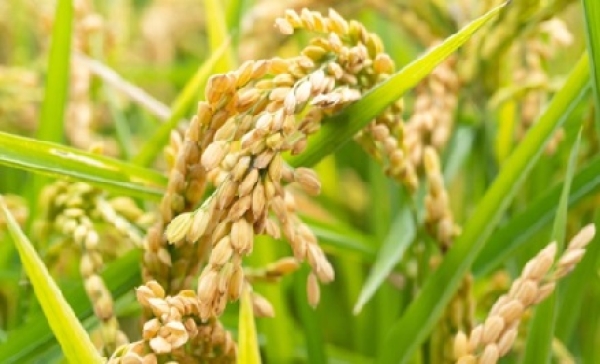 Preocupación en el sector arrocero: Según Induarroz los precios regulados podrían agravar la sobreoferta
