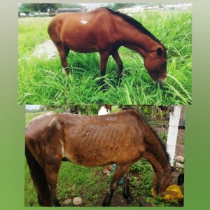 Hurtaron cinco caballos, caracterizados para la sustitución de transporte de tracción animal