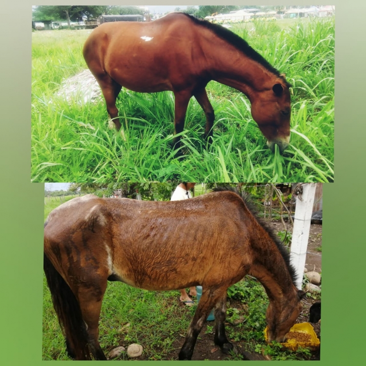 Hurtaron cinco caballos, caracterizados para la sustitución de transporte de tracción animal