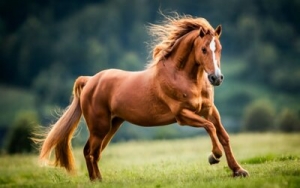 En Hato Corozal niño de tres años murió al caer en un caballo