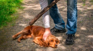 Casanare, uno de los departamentos con más casos de maltrato animal en Colombia