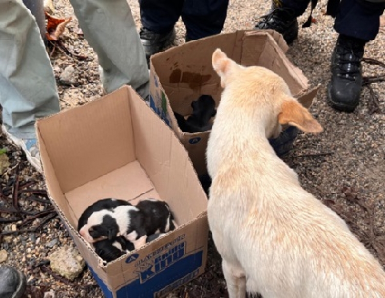 Aullidos de auxilio: bomberos salvan a cachorros atrapados bajo un container