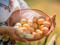 Colombia conquista mercado estadounidense con exportación de huevo industrial