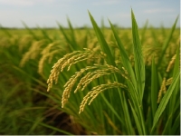 Fedearroz solicita intervención urgente para habilitar transito por la vía Villavicencio-Yopal