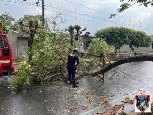 Lluvias y fuertes vientos provocaron la caída de árboles en Tauramena