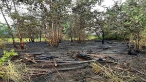En San Luis de Palenque muere finquero calcinado cuando prepara su conuco para la siembra