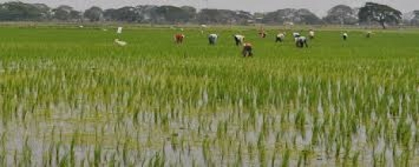 Productores rechazan importación de arroz ecuatoriano