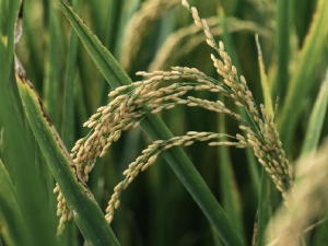 Fedearroz adelantará el 20 de noviembre encuentro nacional de presidente de comités arroceros