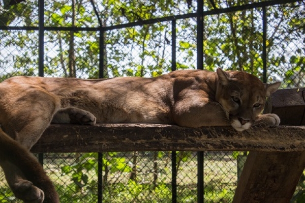 Conviviendo con los felinos, sensibilización de Corporinoquía