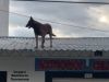 Perro “acróbata” salió a dar un paseo por el tejado de una veterinaria en Tauramena