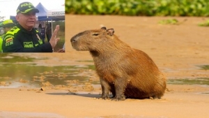 Ruta de la muerte: El año pasado más de 40 mil animales de especies silvestres, murieron atropellados en las vías de Casanare