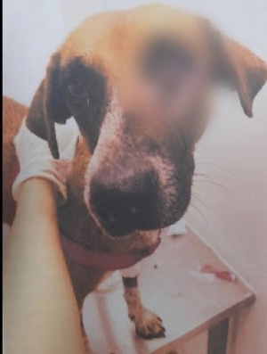 Cargos por maltrato animal contra hombre que habría dejado tuerta a una mascota