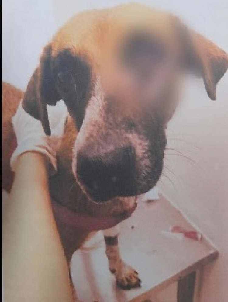 Cargos por maltrato animal contra hombre que habría dejado tuerta a una mascota