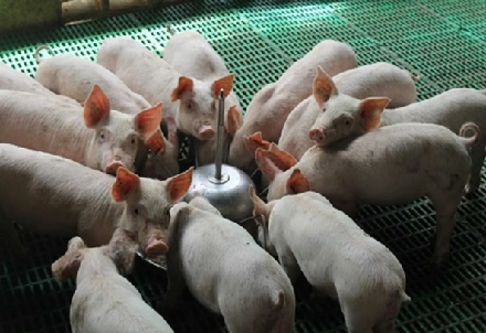 ICA definirá cronograma para levantar franja sanitaria porcina en Arauca y Casanare