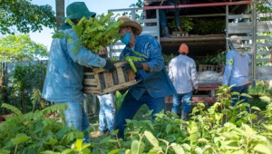 Ecopetrol entregó 17.925 árboles en Tauramena, Aguazul y Yopal