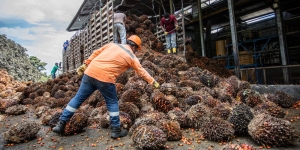 Producción de aceite de palma continúa presentando buena dinámica en lo corrido de 2022