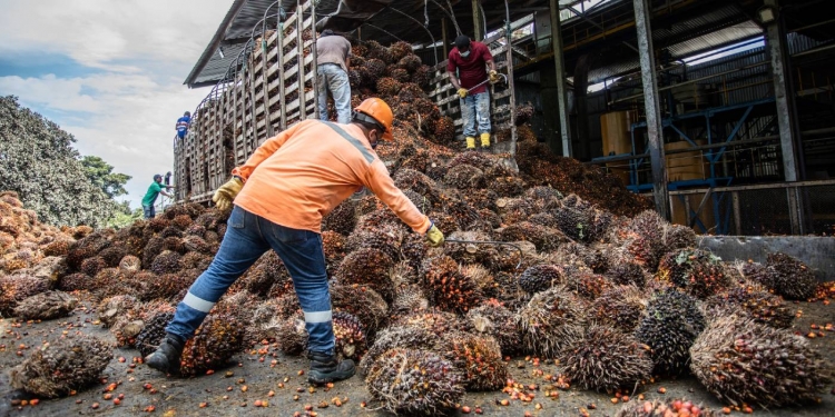 Producción de aceite de palma continúa presentando buena dinámica en lo corrido de 2022
