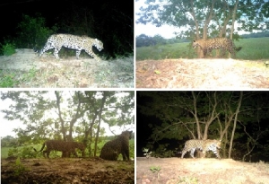 Muerte violenta de jaguar reabre la discusión sobre la coexistencia entre el hombre y los depredadores