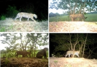 Muerte violenta de jaguar reabre la discusión sobre la coexistencia entre el hombre y los depredadores