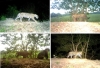 Muerte violenta de jaguar reabre la discusión sobre la coexistencia entre el hombre y los depredadores