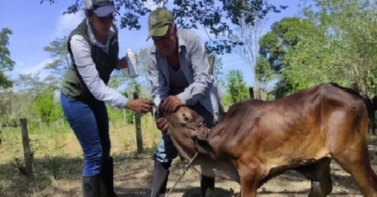 Más de 800 productores agropecuarios de Casanare se fortalecen con el apoyo de Ecopetrol