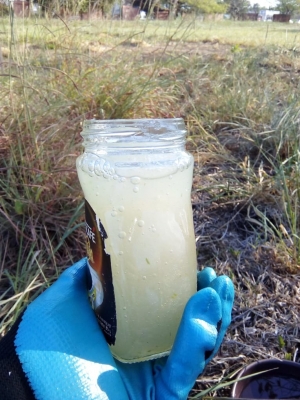 Gel de sábila en el glifosato para el control de arvenses, es una investigación de Ingeniería Agroforestal