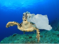 Hoy se celebra el día mundial sin bolsas plásticas: Urgencia global para combatir la contaminación oceánica