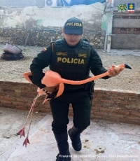 Hombre judicializado por tener 28 animales silvestres en cautiverio en hotel de Santa Marta