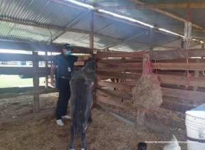 Judicializado en Casanare un hombre que por falta de atención habría permitido la muerte de un caballo de su propiedad