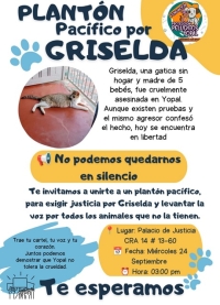 Justicia para Griselda, gatica asesinada por un desadaptado. Plantón este miércoles en Yopal